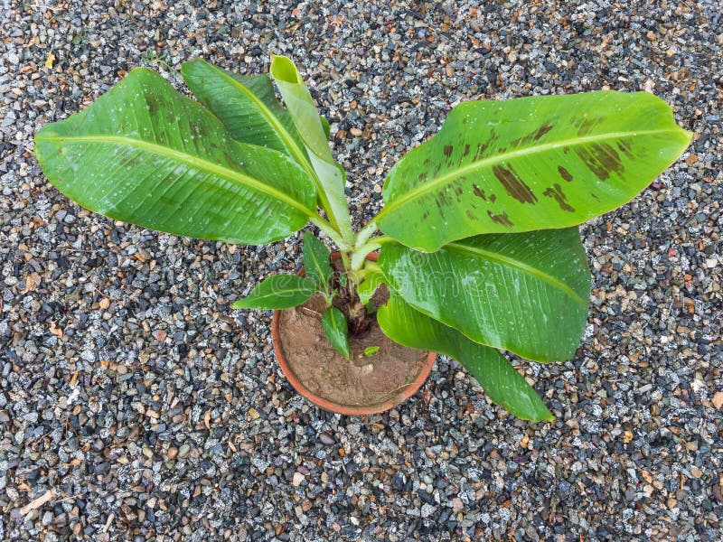 Close Up View of a Dwarf Banana Fruit Plant Stock Image Image of