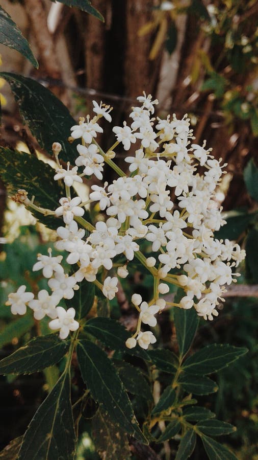 Elderberry flowers stock photo. Image of elderberry 103071282