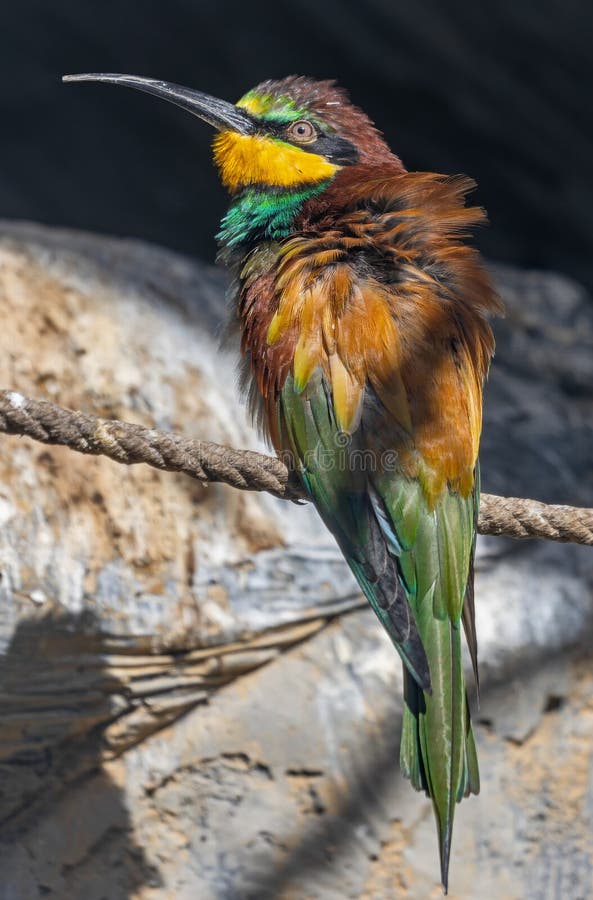 Close-up view of an European bee-eater stock photos