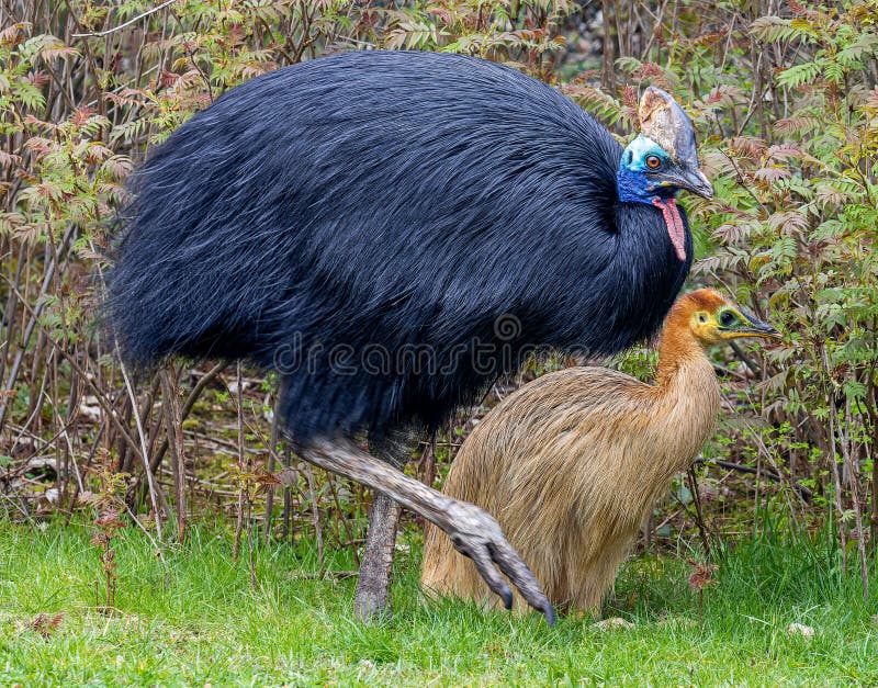 Close-up view of a female Southern cassowary with chick royalty free stock photography