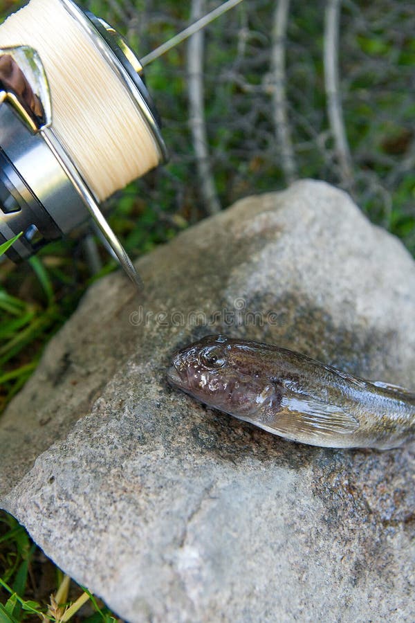 Freshwater bullhead fish or round goby fish known as Neogobius melanostomus and Neogobius fluviatilis pallasi just taken from the water. Close up view of raw bullhead fish called goby fish on grey stone background and fishing rod with reel on natural background. Freshwater bullhead fish or round goby fish known as Neogobius melanostomus and Neogobius fluviatilis pallasi just taken from the water. Close up view of raw bullhead fish called goby fish on grey stone background and fishing rod with reel on natural background