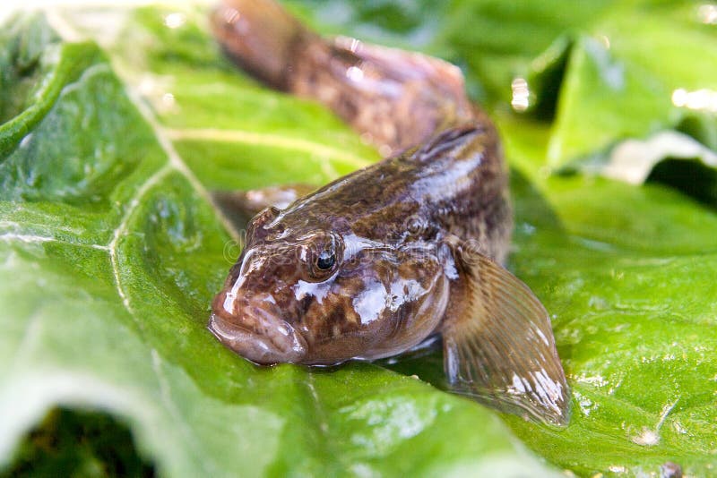 Freshwater bullhead fish or round goby fish known as Neogobius melanostomus and Neogobius fluviatilis pallasi just taken from the water. Close up view of raw bullhead fish called goby fish on big green leaf. Freshwater bullhead fish or round goby fish known as Neogobius melanostomus and Neogobius fluviatilis pallasi just taken from the water. Close up view of raw bullhead fish called goby fish on big green leaf.