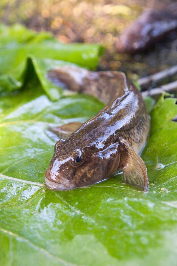 Freshwater bullhead fish or round goby fish known as Neogobius melanostomus and Neogobius fluviatilis pallasi just taken from the water. Close up view of raw bullhead fish called goby fish on big green leaf. Freshwater bullhead fish or round goby fish known as Neogobius melanostomus and Neogobius fluviatilis pallasi just taken from the water. Close up view of raw bullhead fish called goby fish on big green leaf.