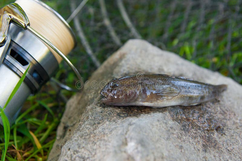 Freshwater bullhead fish or round goby fish known as Neogobius melanostomus and Neogobius fluviatilis pallasi just taken from the water. Close up view of raw bullhead fish called goby fish on grey stone background and fishing rod with reel on natural background. Freshwater bullhead fish or round goby fish known as Neogobius melanostomus and Neogobius fluviatilis pallasi just taken from the water. Close up view of raw bullhead fish called goby fish on grey stone background and fishing rod with reel on natural background