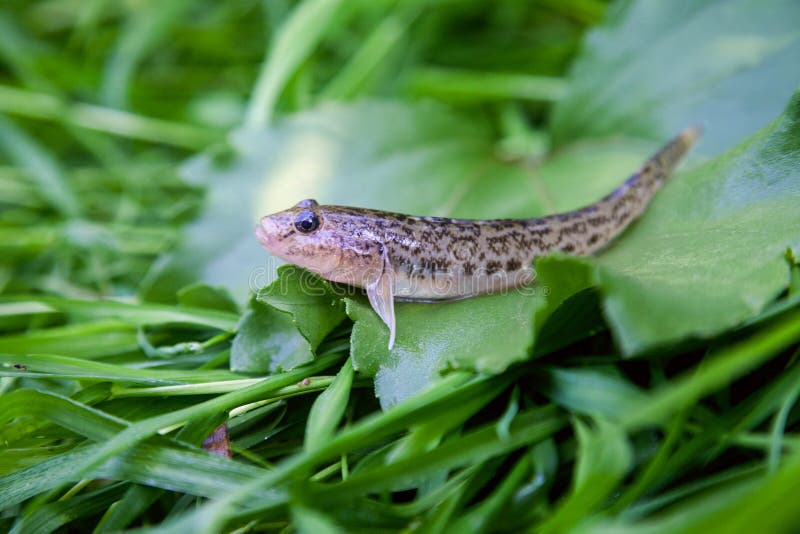 Freshwater bullhead fish or round goby fish known as Neogobius melanostomus and Neogobius fluviatilis pallasi just taken from the water. Close up view of raw bullhead fish called goby fish on big green leaf. Freshwater bullhead fish or round goby fish known as Neogobius melanostomus and Neogobius fluviatilis pallasi just taken from the water. Close up view of raw bullhead fish called goby fish on big green leaf