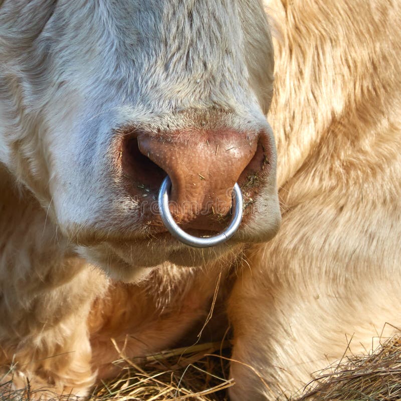 Close-up view of the ghost face of a young bull with an iron ring threaded through the animal`s nostrils