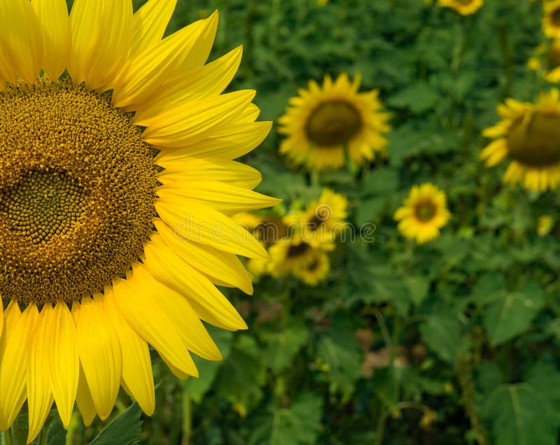 Close-up view a giant sunflower on a beautiful sunny autumn day located at sunflower farm in Botetourt County, Virginia, USA. Close-up view a giant sunflower on a beautiful sunny autumn day located at sunflower farm in Botetourt County, Virginia, USA.