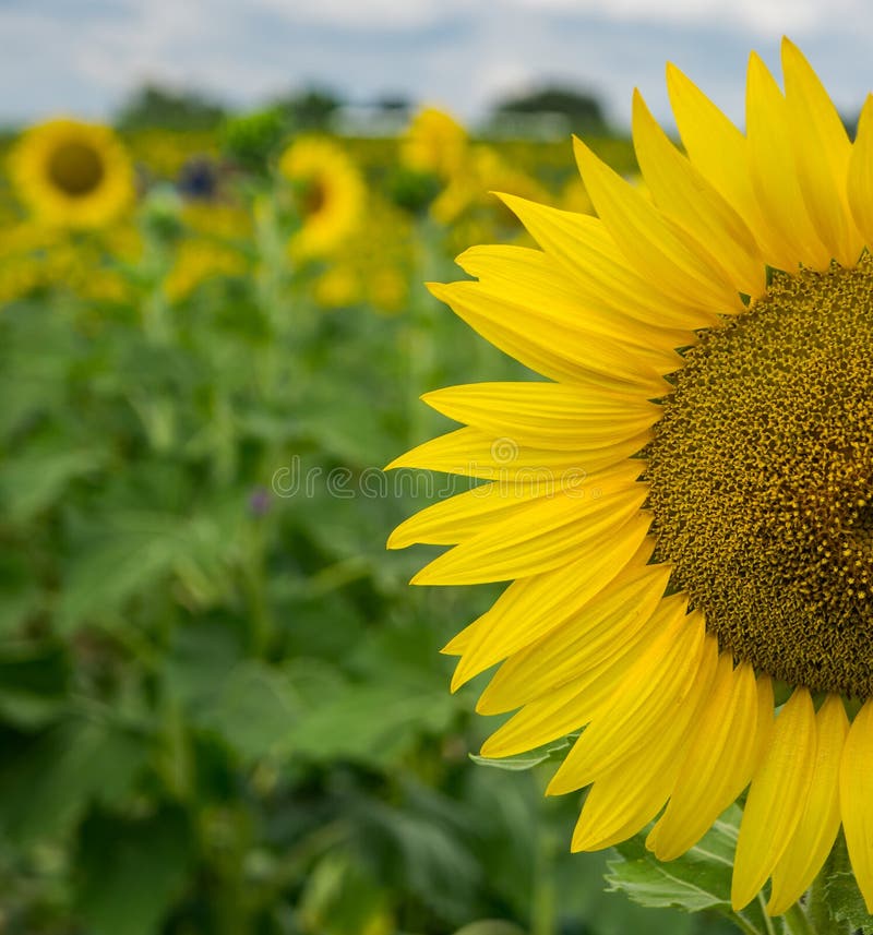 Close-up view a giant sunflower on a beautiful sunny autumn day located in sunflower field in Botetourt County, Virginia, USA. Close-up view a giant sunflower on a beautiful sunny autumn day located in sunflower field in Botetourt County, Virginia, USA.