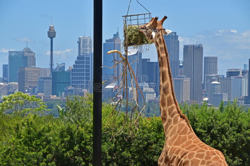 Close Up view of giraffe gazing food with Sydney skyline in the background royalty free stock photography Close Up view of giraffe gazing food with Sydney skyline in the background royalty free stock photography