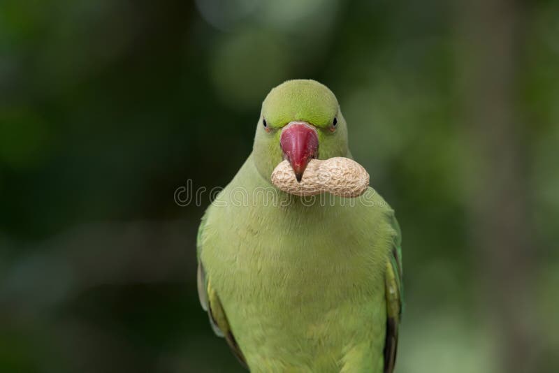 Close up view of the green rose-ringed Psittacula krameri parakeet. Rose-ringed Parakeet, Psittacula krameri, also known as Ring-necked Parakeet, the beautiful stock photo Close up view of the green rose-ringed Psittacula krameri parakeet. Rose-ringed Parakeet, Psittacula krameri, also known as Ring-necked Parakeet, the beautiful stock photo