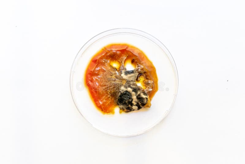 View of Growing Mold on the Surface of a Rotten Tomato. Stock Photo