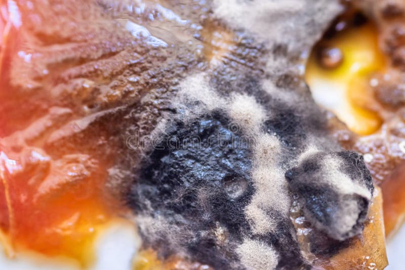 View of Growing Mold on the Surface of a Rotten Tomato. Stock Photo