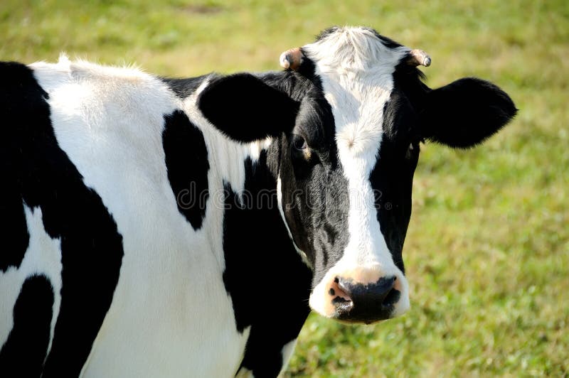 Close-up view of horned cow