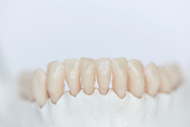 Closeup View of Human Teeth on Jaw Bone Stock Image Image of teeth