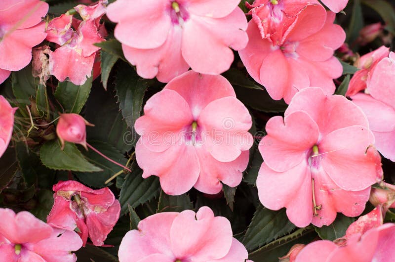 Impatiens Walleriana, Also Known As Busy Lizzie, Balsam, Sultana Stock ...