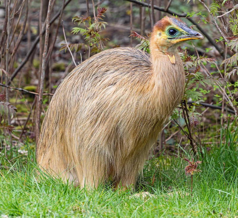 Close-up view of a juvenile Southern cassowary stock photography