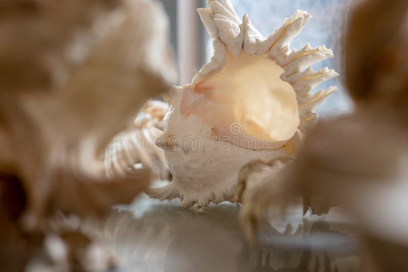 A close-up view of a large antique white conch shell displayed in a glass cabinet royalty free stock photos