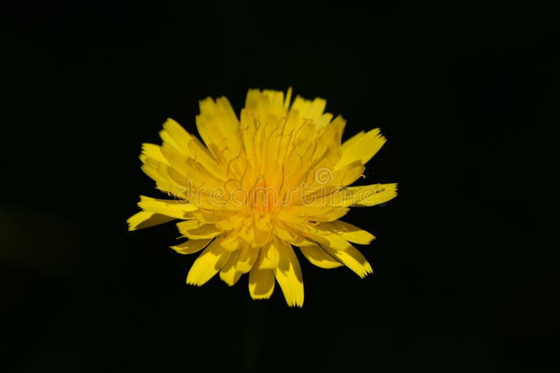 Close-up view of a lentodon saxatilis flower plant before the black background