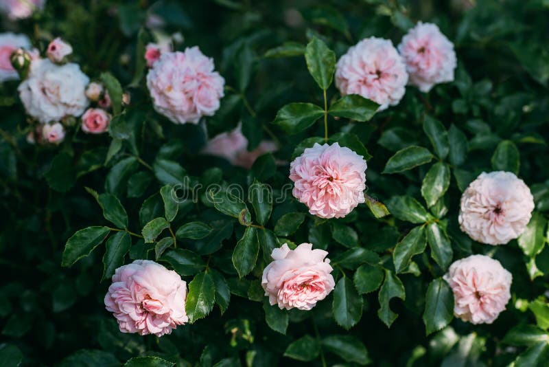 close up view of light pink rose flowers royalty free stock images close up view of light pink rose flowers royalty free stock images