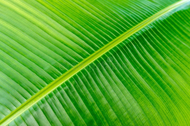Close up view of lines and texture of Green Palm leaf. Nature background royalty free stock photo Close up view of lines and texture of Green Palm leaf. Nature background royalty free stock photo