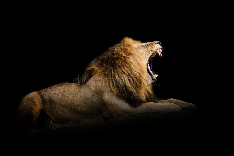 Lion Isolated on Black Background Stock Photo - Image of dark, african:  199378638