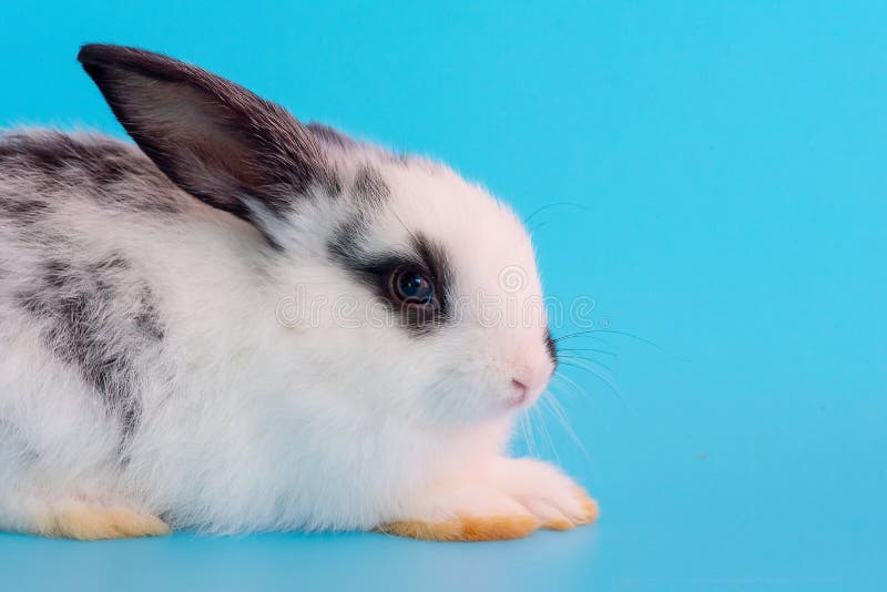 What Beautiful Blue Eyes You Have, Bunny! — The Daily Bunny