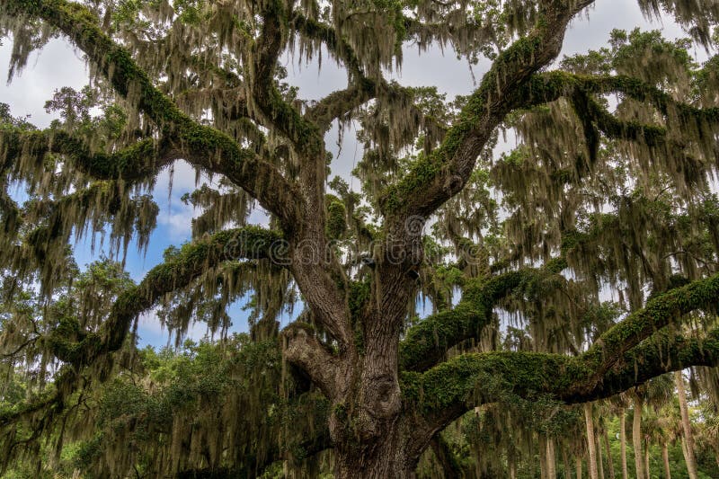 Close-up View of a Live Oak Tree with Spanish Moss in Lush Summer Green ...