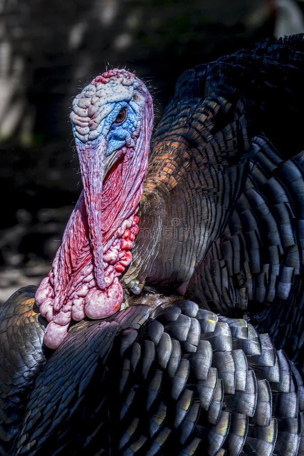 Close up view of a male turkey, the large bird in the genus Meleagris stock image