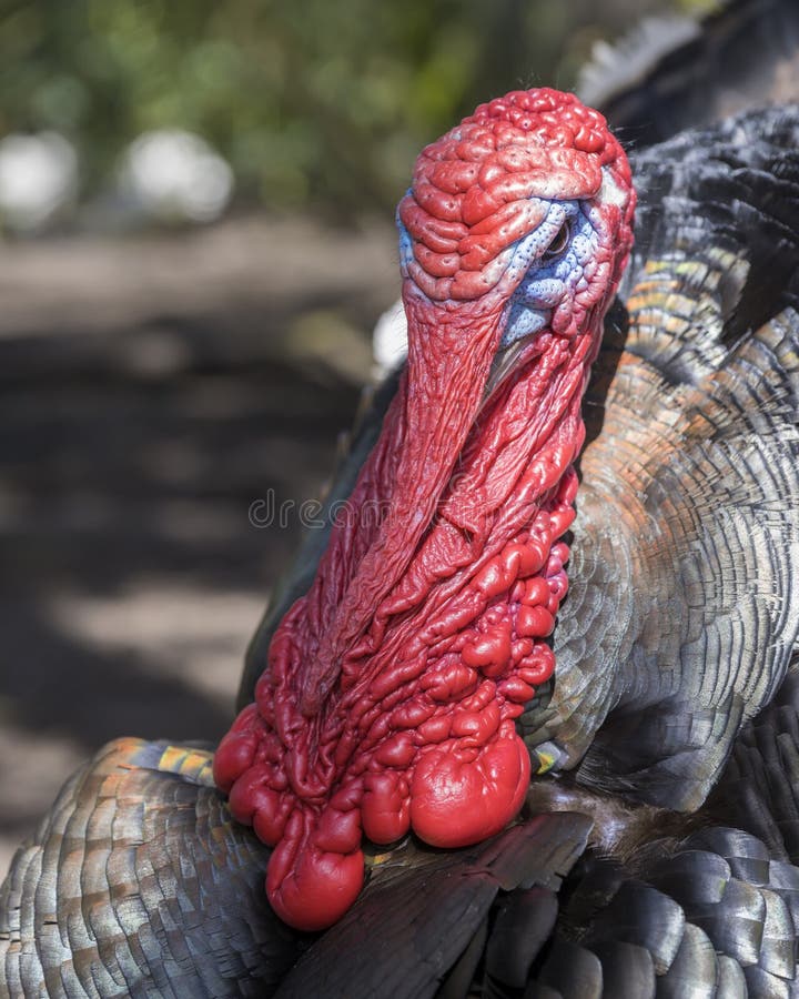 Close up view of a male turkey, the large bird in the genus Meleagris stock photos