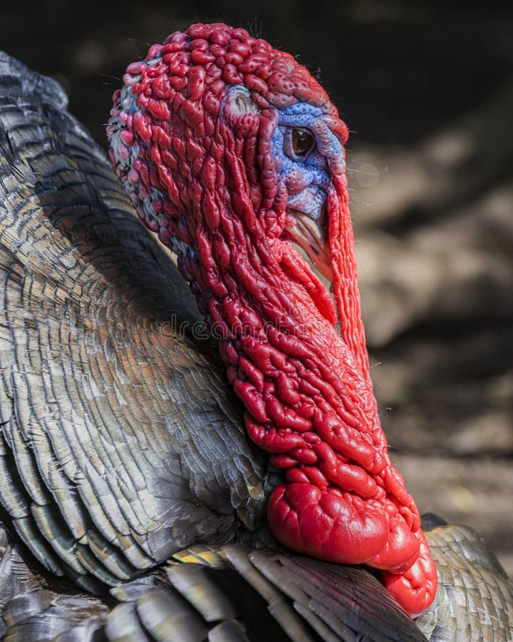 Close up view of a male turkey, the large bird in the genus Meleagris stock photo