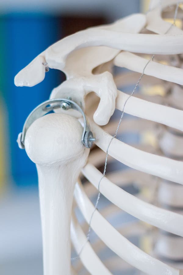 Human Shoulder Skeleton Model Stock Image Image of skeleton