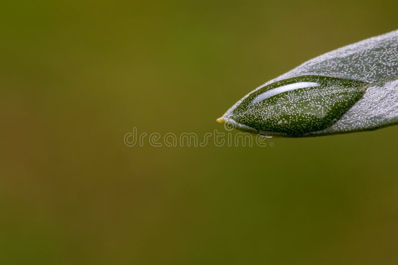 Closeup View of Olive Leaf with Water Drops after Rain Stock Image