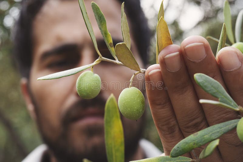 Close Up View of an Olive Pickers` Hand Picking Ripe Olives Stock Photo
