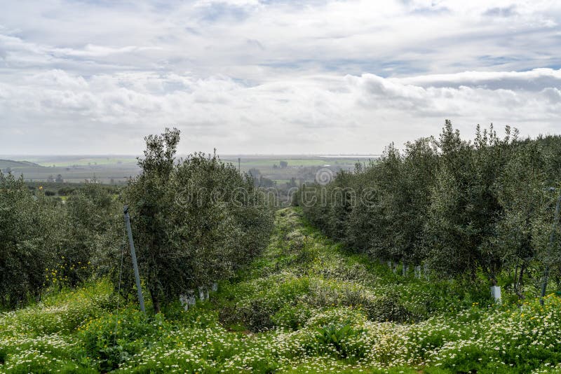 Close Up View of Olive Trees in an Olive Grove with White Spring