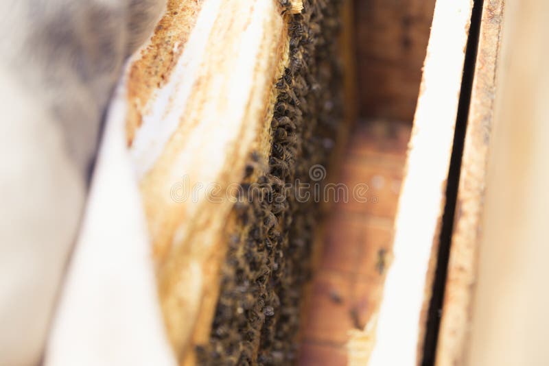 Close up view of the opened hive body showing the frames populated by honey bees royalty free stock images Close up view of the opened hive body showing the frames populated by honey bees royalty free stock images