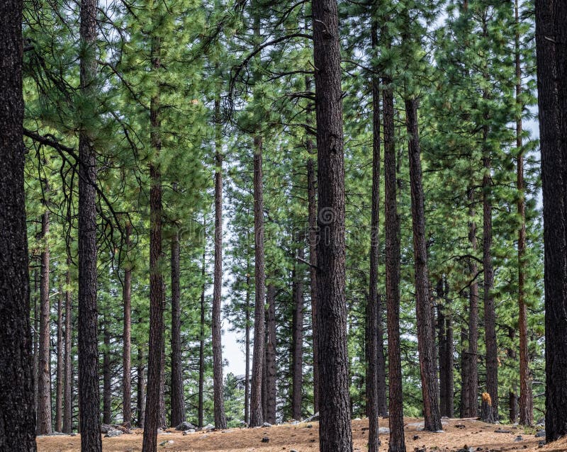 Closeup View of Pine Trees in a Park Near Reno, Nevada. Stock Photo
