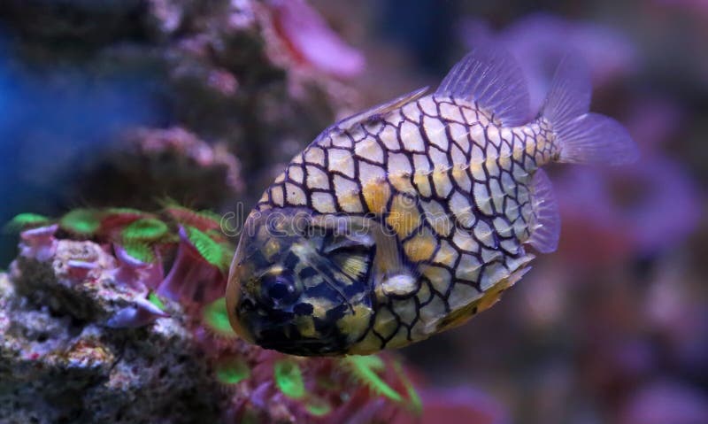 Close-up view of a pinecone fish stock photography