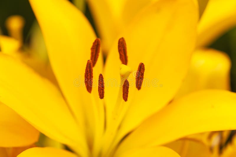 Close up view on the pistil and stamens inside yellow lily.