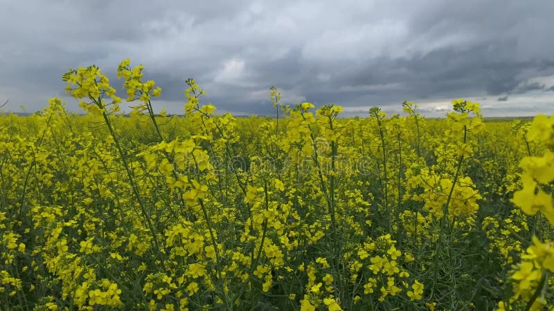 Close-up view of rapeseed field, on windy cloudy day. Rain is about to  explode the dark sky.