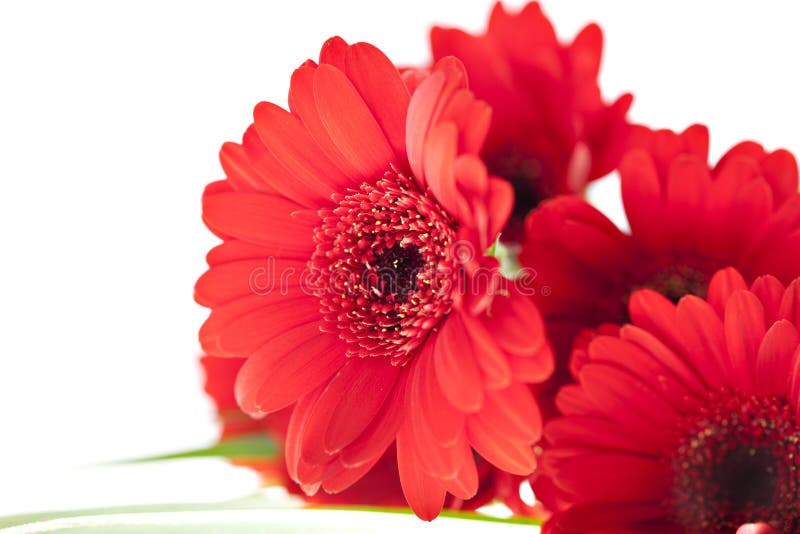 Close up view of the red daisy royalty free stock photo