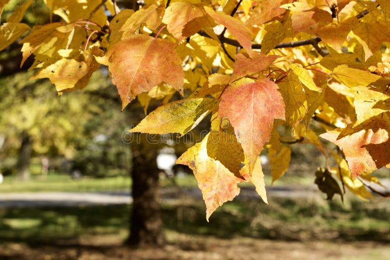 Close up view of red maple tree acer rubrum leaves showing autumn color