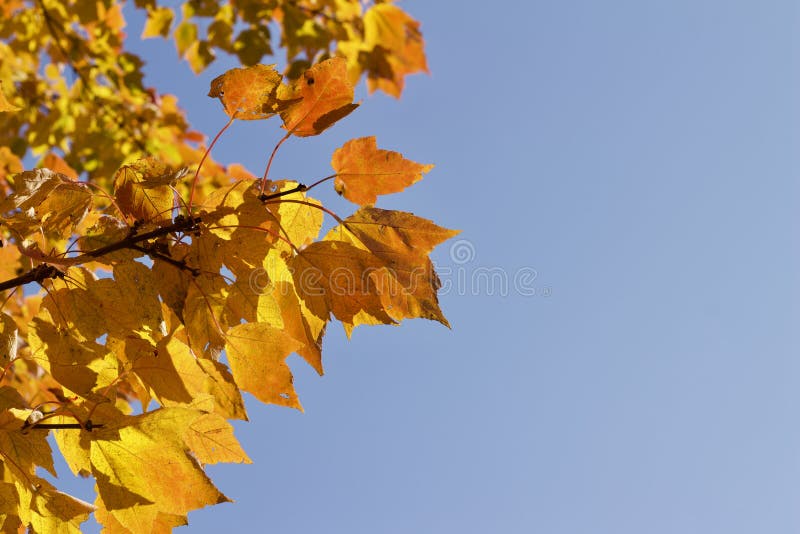 Close up view of red maple tree acer rubrum leaves showing autumn color