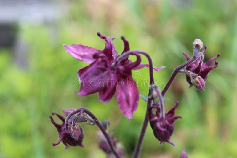 Close up view of reddish purple columbine flowers in full bloom. Close up view of reddish purple columbine flowers in full bloom