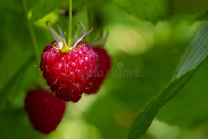 Close up view of a ripe red raspberry fruit in a garden