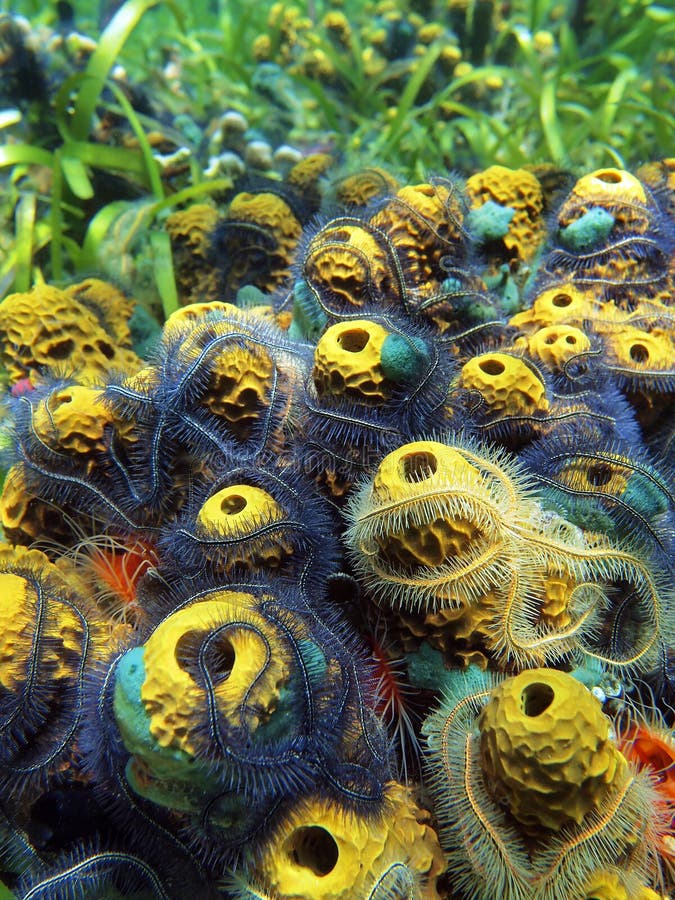 Sea star and sponges stock photo. Image of purple, central 22081624