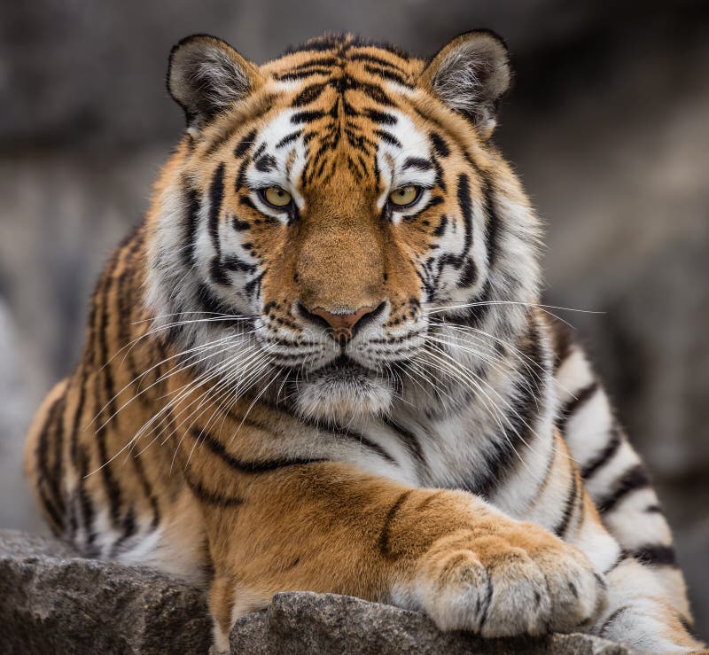 Close up view of a Siberian tiger