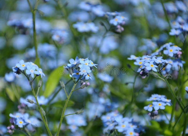 Close up view of small blue spring flowers royalty free stock photography