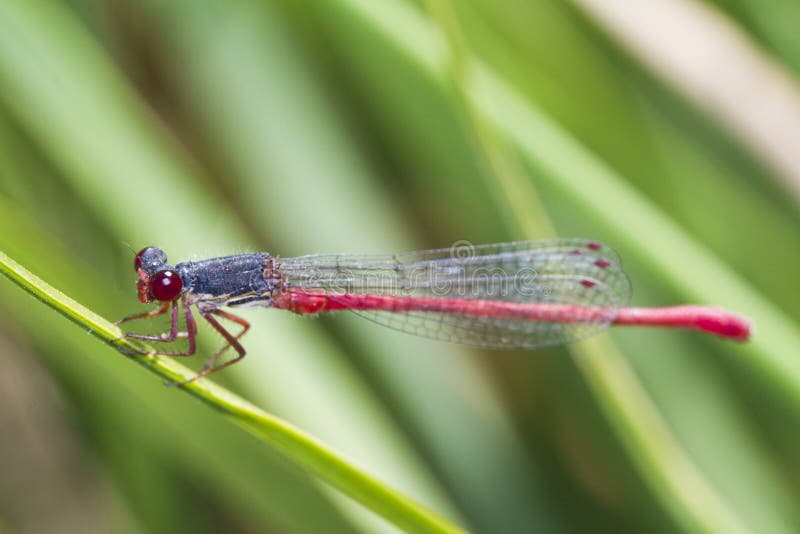 Small Red Damselfly (Ceriagrion tenellum)