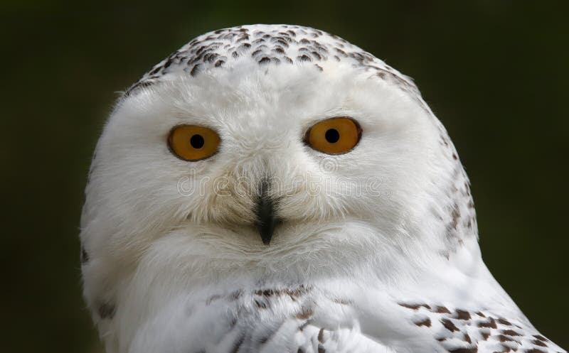 Close-up View of a Snowy Owl Stock Photo - Image of eule, bird: 53749004
