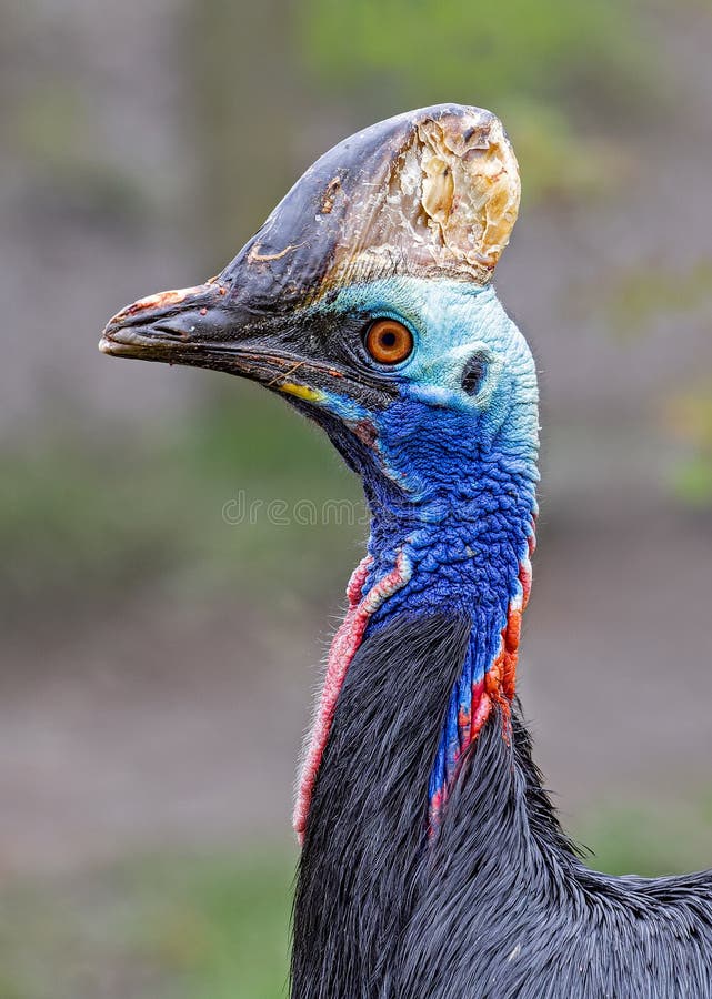 Close-up view of a Southern cassowary stock photography